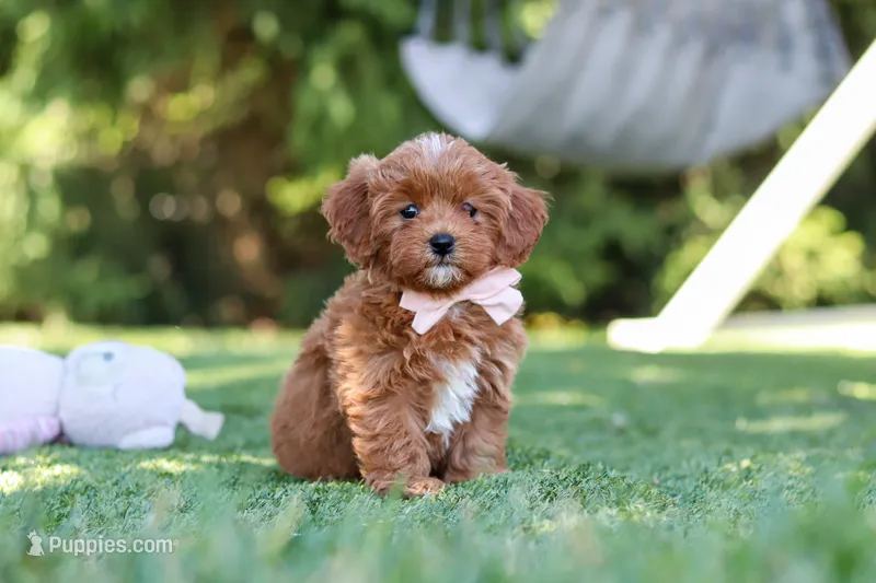 Luna – Cavapoo puppy for sale in Dalton, OH