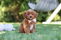 Luna, a female Cavapoo for sale in Dalton, OH – 1 of 6