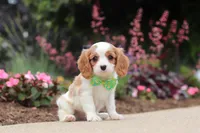 Kobe, a male Cavalier King Charles Spaniel for sale in Dalton, OH – 3 of 6