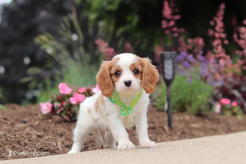 Kobe – Cavalier King Charles Spaniel puppy for sale in Dalton, OH