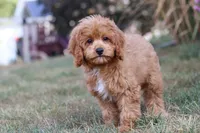 Elias, a male Cavapoo for sale in Dalton, OH – Photo 5 of 9