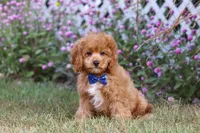 Elias, a male Cavapoo for sale in Dalton, OH – Photo 1 of 9