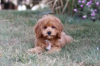 Elias, a male Cavapoo for sale in Dalton, OH – Photo 3 of 9