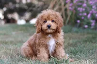Elias, a male Cavapoo for sale in Dalton, OH – Photo 8 of 9