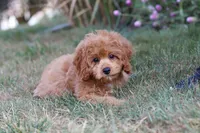 Elias, a male Cavapoo for sale in Dalton, OH – Photo 9 of 9