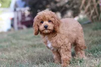Elias, a male Cavapoo for sale in Dalton, OH – Photo 4 of 9