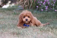 Elias, a male Cavapoo for sale in Dalton, OH – Photo 2 of 9