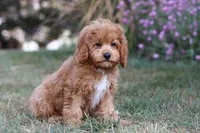 Elias, a male Cavapoo for sale in Dalton, OH – Photo 6 of 9