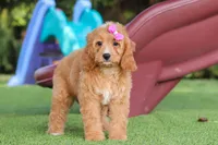 Kaylani, a female Cavapoo for sale in Dalton, OH – 5 of 9