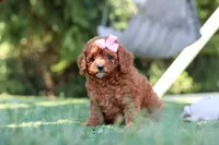 Blaire, a female Cavapoo for sale in Dalton, OH – 3 of 6