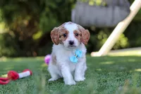 Grey, a male Cavapoo for sale in Dalton, OH – 5 of 6