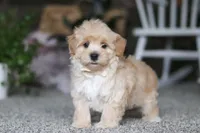 Baker, a male Havapoo for sale in Dalton, OH – Photo 6 of 6