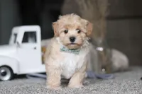 Baker, a male Havapoo for sale in Dalton, OH – Photo 2 of 6