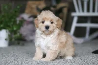 Baker, a male Havapoo for sale in Dalton, OH – Photo 4 of 6