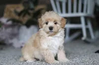 Baker, a male Havapoo for sale in Dalton, OH – Photo 5 of 6