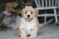 Baker, a male Havapoo for sale in Dalton, OH – Photo 3 of 6