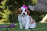Ophelia, a female Cavapoo for sale in Dalton, OH – 3 of 6