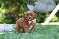 Luna, a female Cavapoo for sale in Dalton, OH – 5 of 6