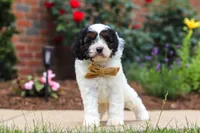 Isaiah, a male Cavapoo for sale in Dalton, OH – 4 of 6