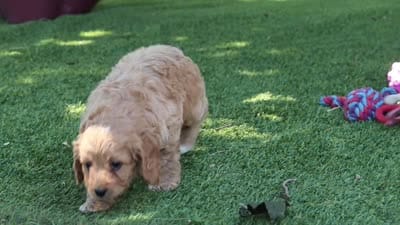 Easton, a male Cavapoo for sale in Dalton, OH – 6 of 6