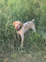 Male #1, a male Braque Francais (de Petite Taille) for sale in Sylacauga, AL – 8 of 8
