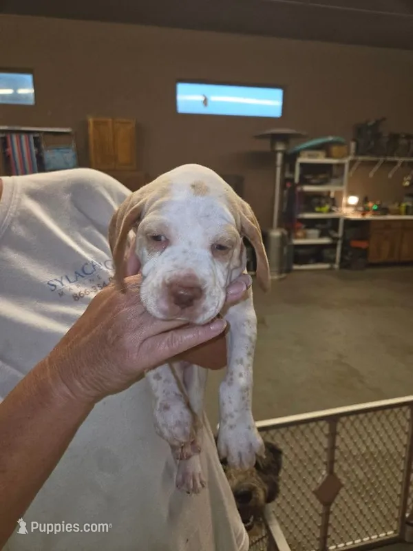 Very Rare Male #2 – Braque Francais (de Petite Taille) puppy for sale in Sylacauga, AL