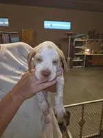 Very Rare Male #2, a male Braque Francais (de Petite Taille) for sale in Sylacauga, AL – 1 of 8