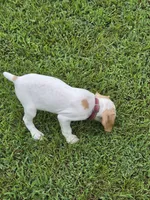Rare Colored Male #2, a male Braque Francais for sale in Sylacauga, AL – 3 of 9