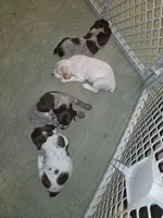 Male #1, a male Braque Francais (de Petite Taille) for sale in Sylacauga, AL – 5 of 8