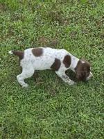 Male #1, a male Braque Francais for sale in Sylacauga, AL – 3 of 10