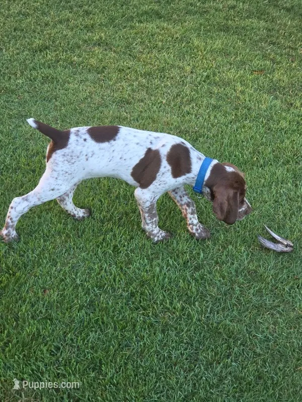 Male #1 – Braque Francais puppy for sale in Sylacauga, AL