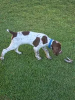 Male #1, a male Braque Francais for sale in Sylacauga, AL – 3 of 9