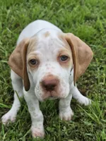 Rare Colored Male #2, a male Braque Francais for sale in Sylacauga, AL – 1 of 9