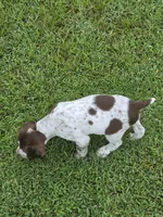 Male #1, a male Braque Francais for sale in Sylacauga, AL – 2 of 10