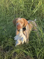 Male #1, a male Braque Francais (de Petite Taille) for sale in Sylacauga, AL – 7 of 8