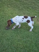 Male #1, a male Braque Francais for sale in Sylacauga, AL – 2 of 9