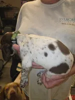 Male #1, a male Braque Francais (de Petite Taille) for sale in Sylacauga, AL – 4 of 8
