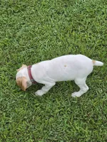 Rare Colored Male #2, a male Braque Francais for sale in Sylacauga, AL – 2 of 9