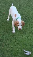 Rare Colored Male #2, a male Braque Francais for sale in Sylacauga, AL – 1 of 10