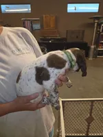 Male #1, a male Braque Francais (de Petite Taille) for sale in Sylacauga, AL – 2 of 8