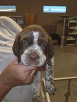 Male #1, a male Braque Francais (de Petite Taille) for sale in Sylacauga, AL – 1 of 8