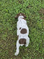 Male #1, a male Braque Francais for sale in Sylacauga, AL – 4 of 10