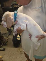 Very Rare Male #2, a male Braque Francais (de Petite Taille) for sale in Sylacauga, AL – 3 of 8
