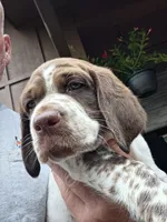Male #1, a male Braque Francais for sale in Sylacauga, AL – 5 of 10