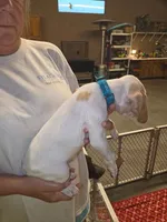 Very Rare Male #2, a male Braque Francais (de Petite Taille) for sale in Sylacauga, AL – 2 of 8