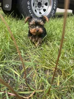Macchiato , a male Yorkshire Terrier for sale in Newaygo, MI – 4 of 4