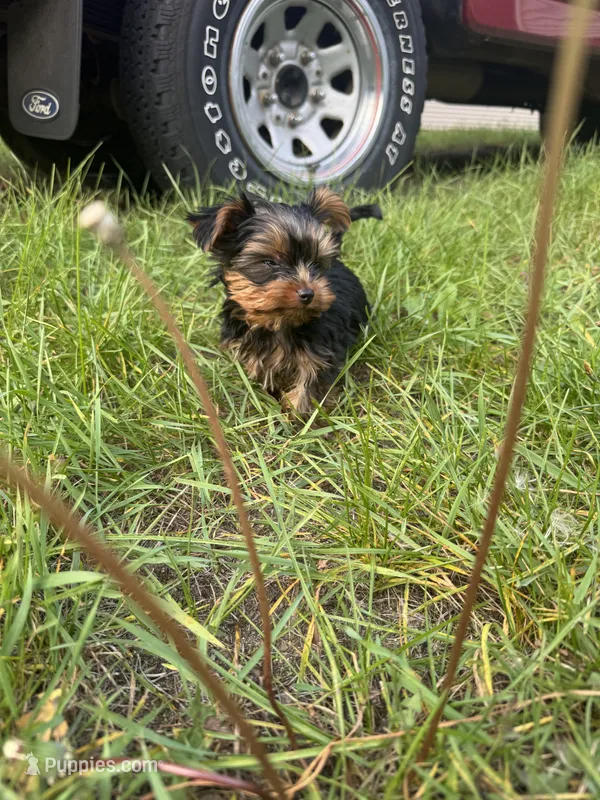 Macchiato  – Yorkshire Terrier puppy for sale in Newaygo, MI