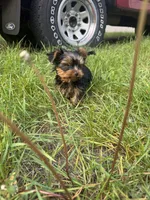 Macchiato , a male Yorkshire Terrier for sale in Newaygo, MI – 1 of 4