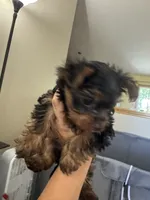 Esspreso , a male Yorkshire Terrier for sale in Newaygo, MI – 4 of 5
