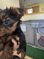 Esspreso , a male Yorkshire Terrier for sale in Newaygo, MI – 3 of 5